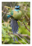 Blue-Crowned Motmot, Costa Rica-Paper Art-18X26