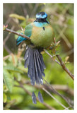 Blue-Crowned Motmot, Costa Rica-Paper Art-26X38