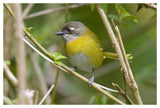 Common Bush-Tanager, Costa Rica-Paper Art-50X34