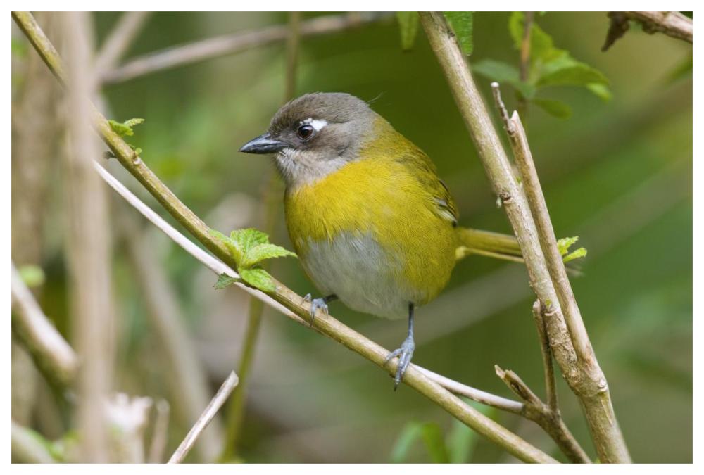 Common Bush-Tanager, Costa Rica-Paper Art-62X42
