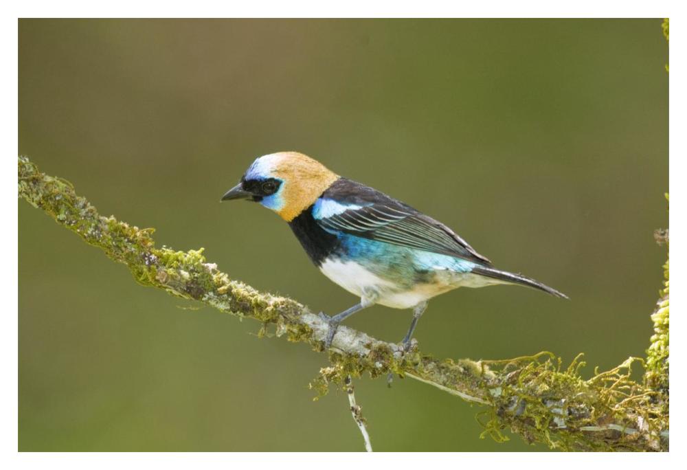Golden-Hooded Tanager, Costa Rica-Paper Art-20X14
