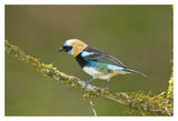 Golden-Hooded Tanager, Costa Rica-Paper Art-20X14