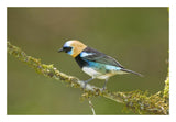 Golden-Hooded Tanager, Costa Rica-Paper Art-26X18