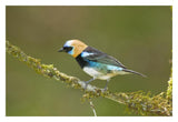 Golden-Hooded Tanager, Costa Rica-Paper Art-32X22