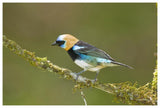 Golden-Hooded Tanager, Costa Rica-Paper Art-62X42