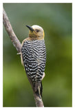 Hoffmann'S Woodpecker, Costa Rica-Paper Art-14X20