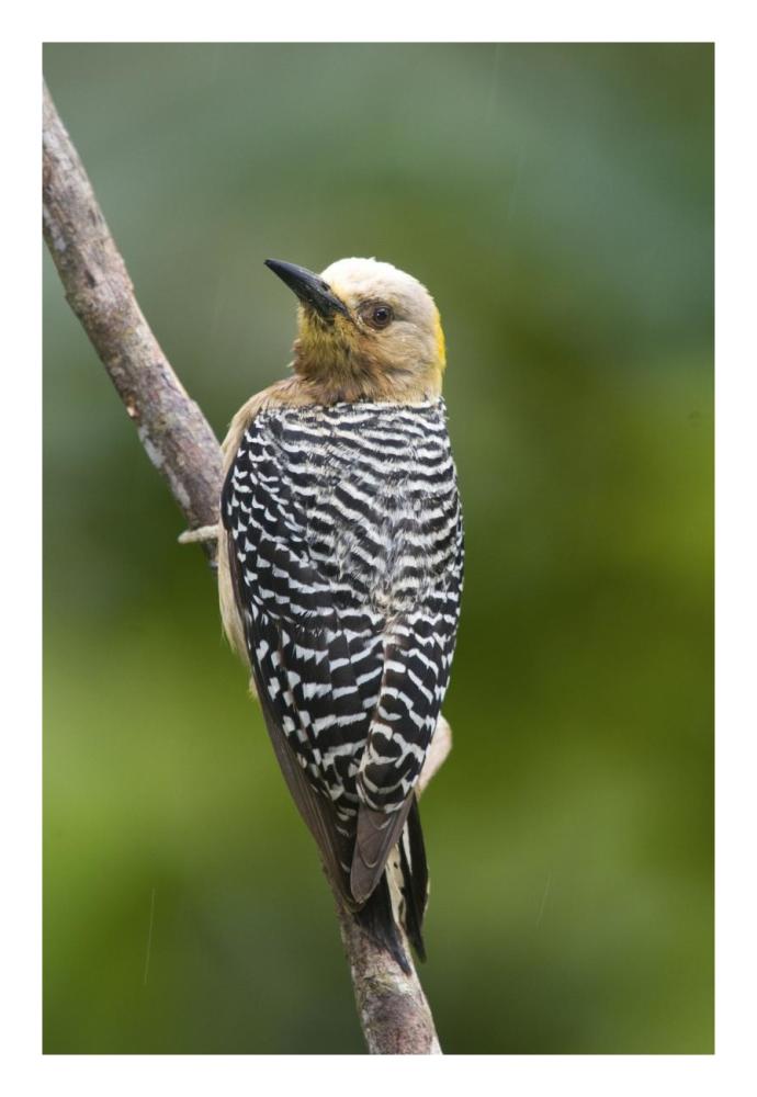 Hoffmann'S Woodpecker, Costa Rica-Paper Art-18X26