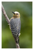 Hoffmann'S Woodpecker, Costa Rica-Paper Art-22X32