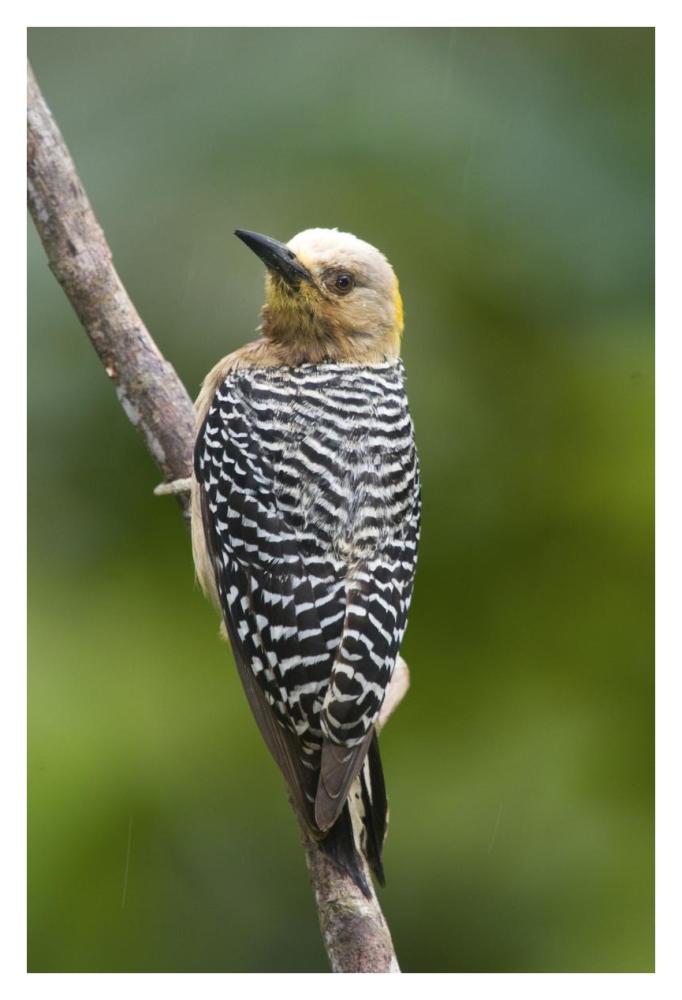 Hoffmann'S Woodpecker, Costa Rica-Paper Art-26X38