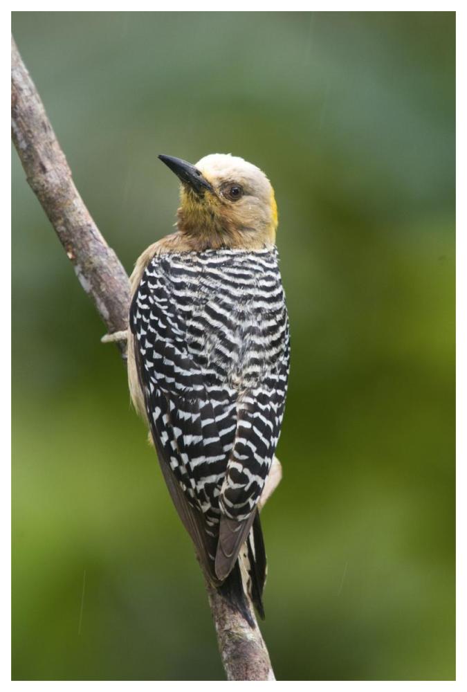 Hoffmann'S Woodpecker, Costa Rica-Paper Art-42X62