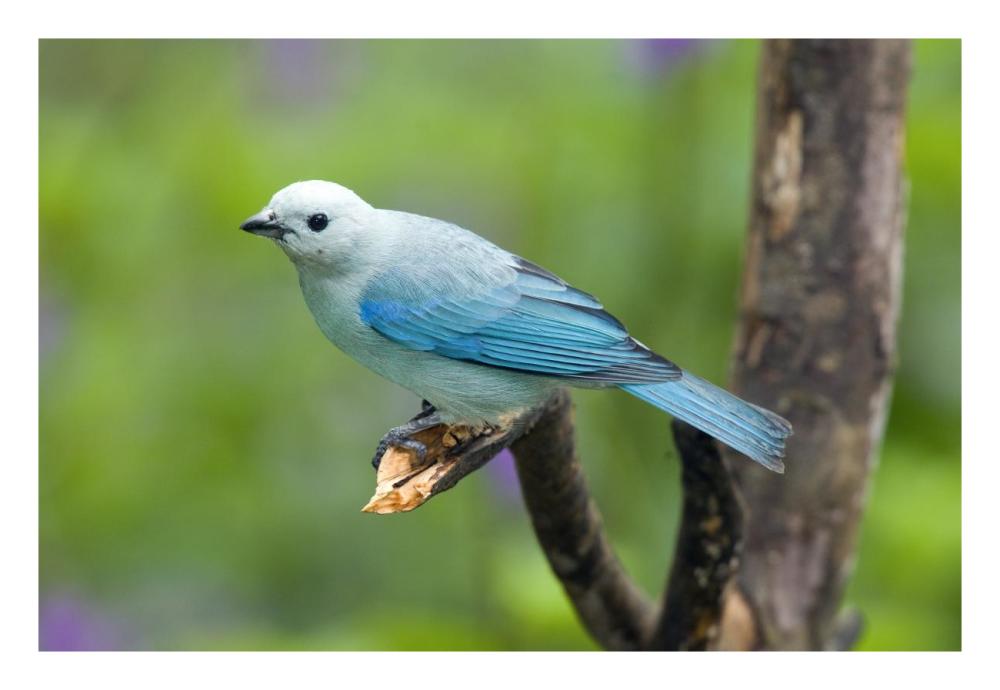 Blue-Gray Tanager Male, Costa Rica-Paper Art-26X18