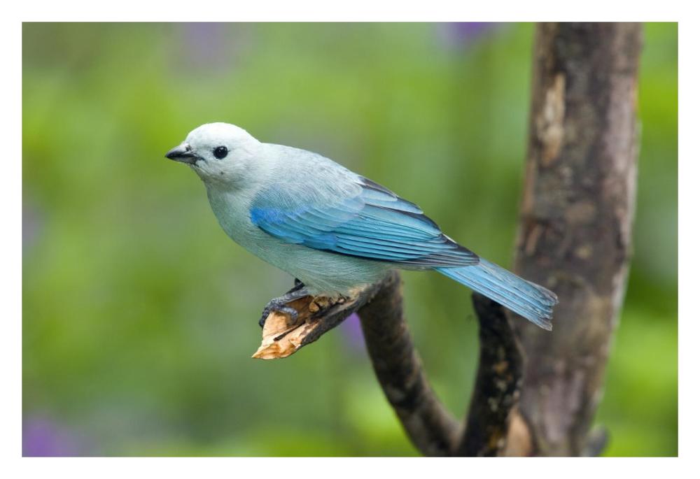 Blue-Gray Tanager Male, Costa Rica-Paper Art-32X22