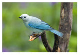 Blue-Gray Tanager Male, Costa Rica-Paper Art-32X22