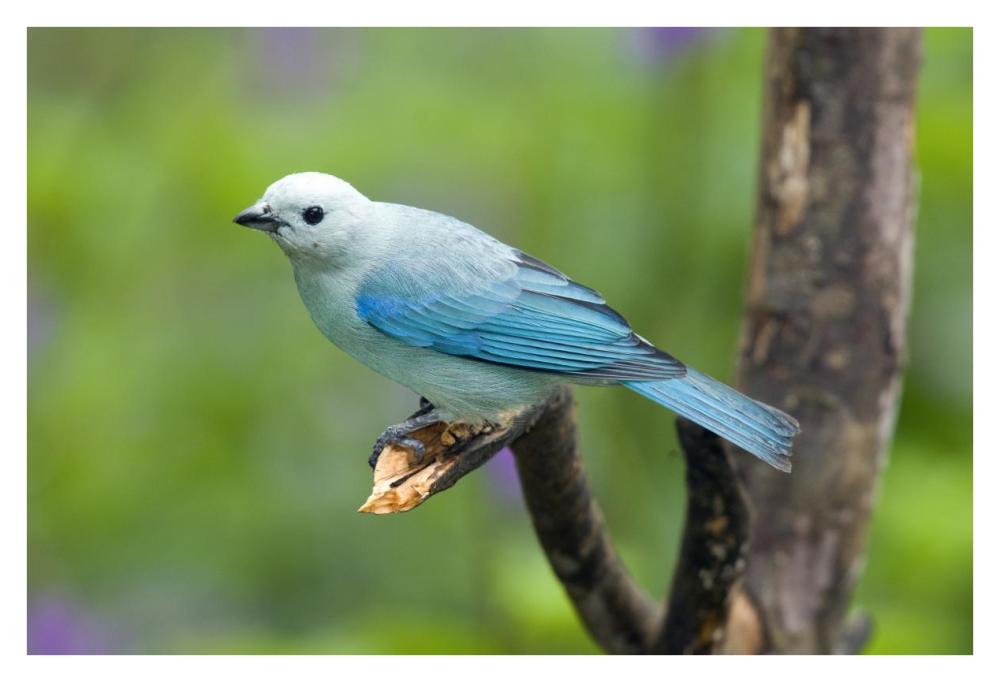 Blue-Gray Tanager Male, Costa Rica-Paper Art-38X26