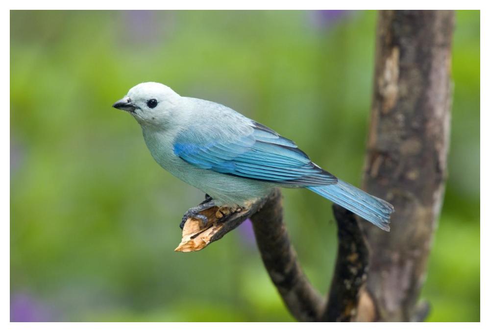 Blue-Gray Tanager Male, Costa Rica-Paper Art-50X34