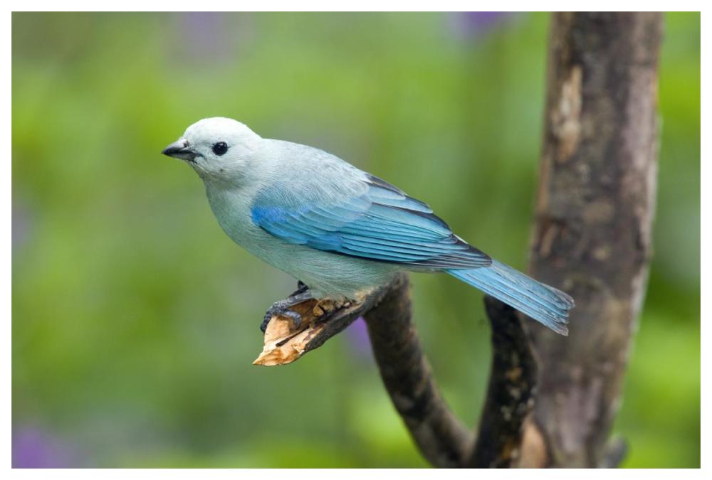 Blue-Gray Tanager Male, Costa Rica-Paper Art-62X42