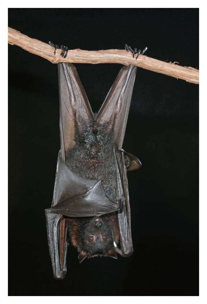 Large Flying Fox Roosting, Michigan-Paper Art-14X20