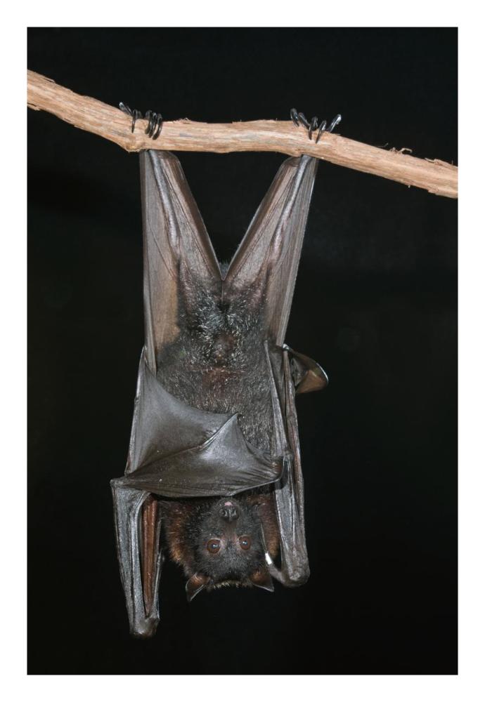 Large Flying Fox Roosting, Michigan-Paper Art-18X26