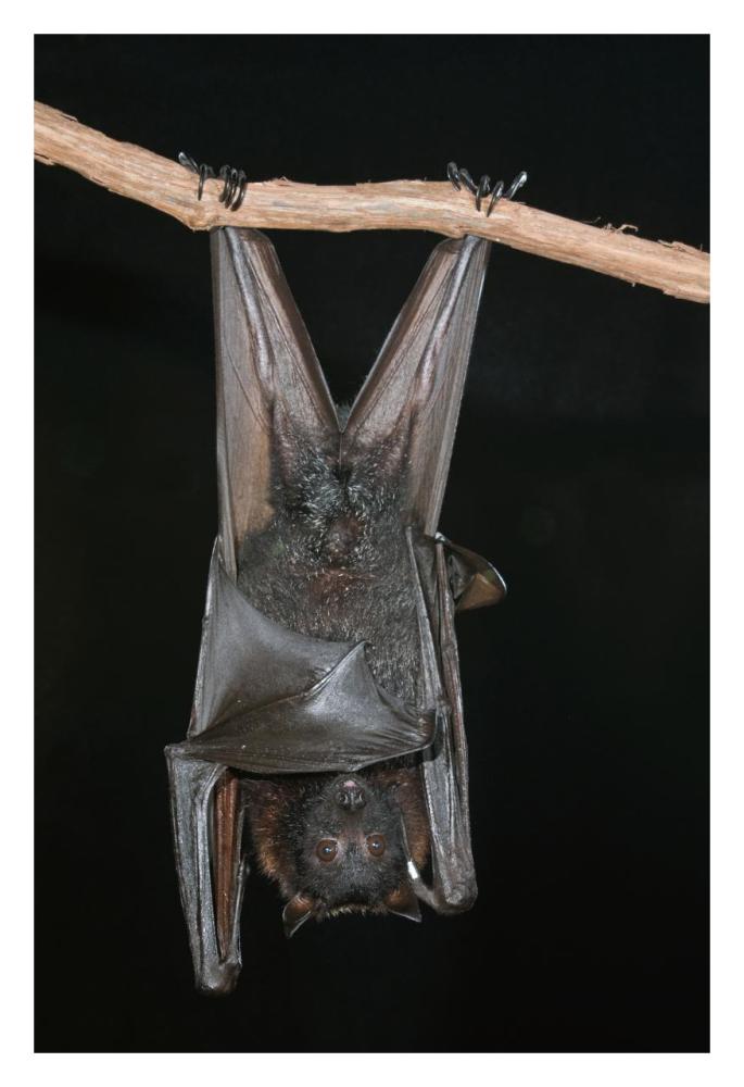 Large Flying Fox Roosting, Michigan-Paper Art-22X32