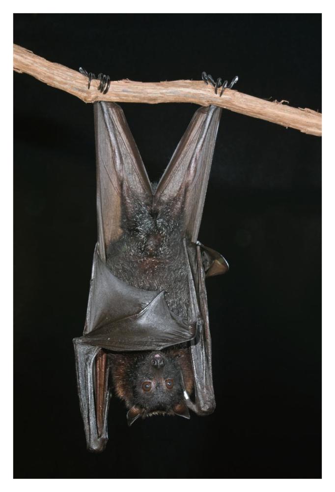 Large Flying Fox Roosting, Michigan-Paper Art-26X38