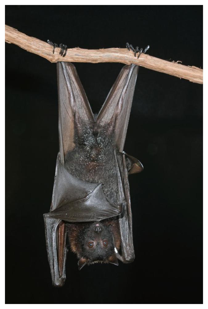 Large Flying Fox Roosting, Michigan-Paper Art-42X62