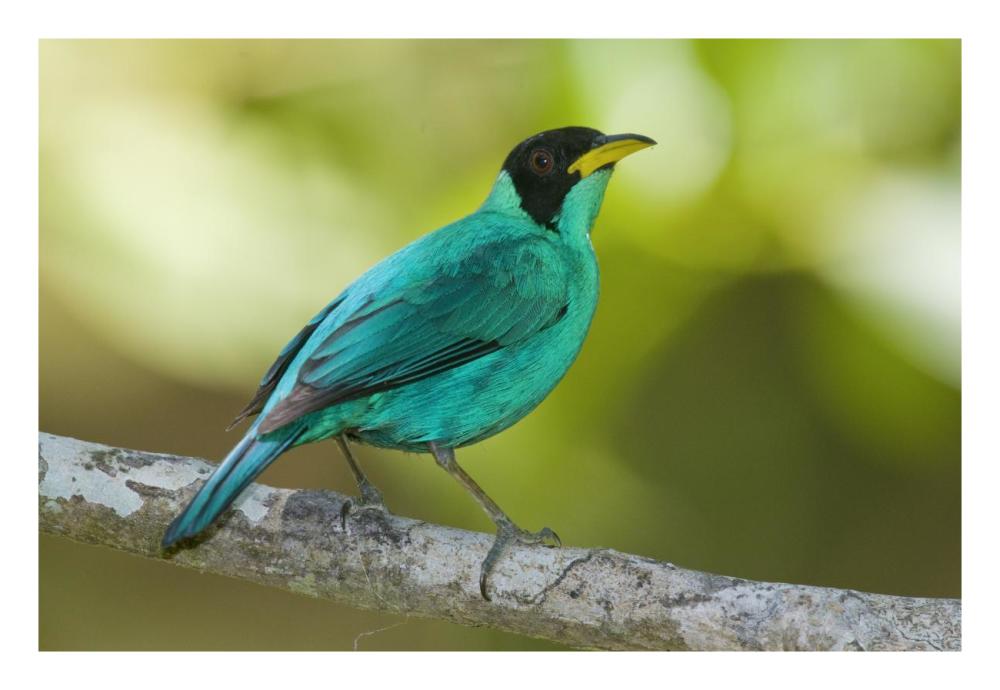 Green Honeycreeper Male, Costa Rica-Paper Art-26X18