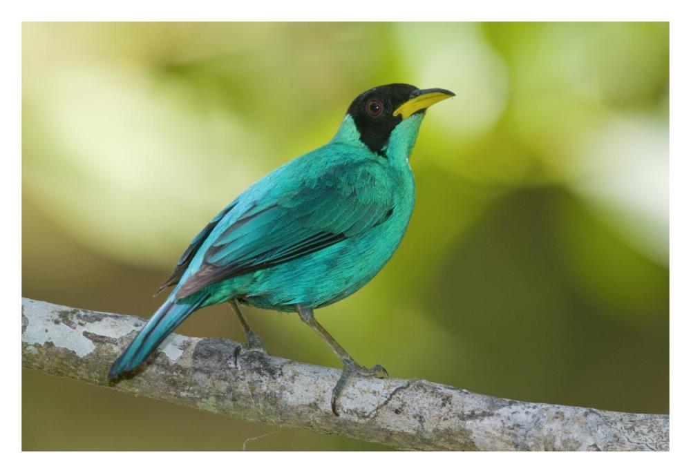 Green Honeycreeper Male, Costa Rica-Paper Art-32X22