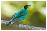 Green Honeycreeper Male, Costa Rica-Paper Art-50X34