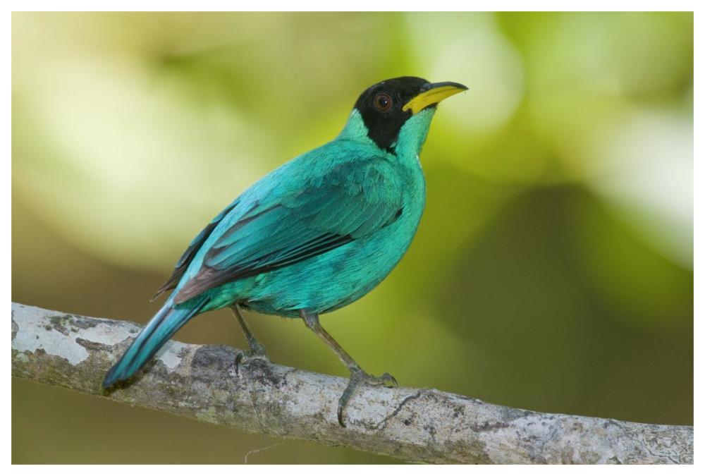 Green Honeycreeper Male, Costa Rica-Paper Art-62X42