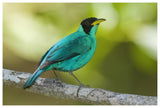 Green Honeycreeper Male, Costa Rica-Paper Art-62X42
