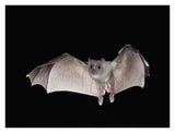 Egyptian Fruit Bat Flying, Michigan-Paper Art-34X26
