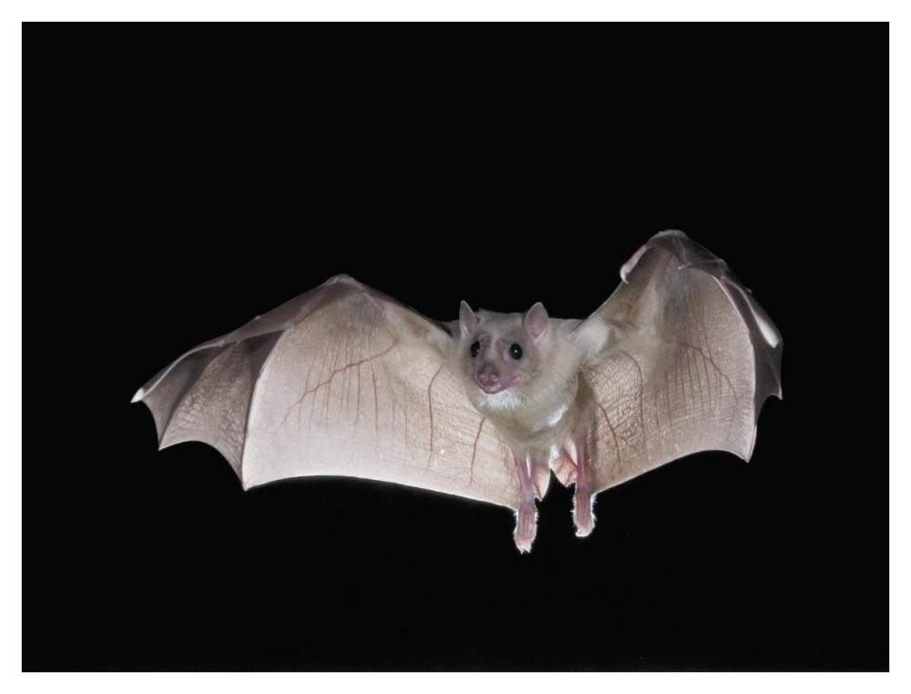 Egyptian Fruit Bat Flying, Michigan-Paper Art-42X32