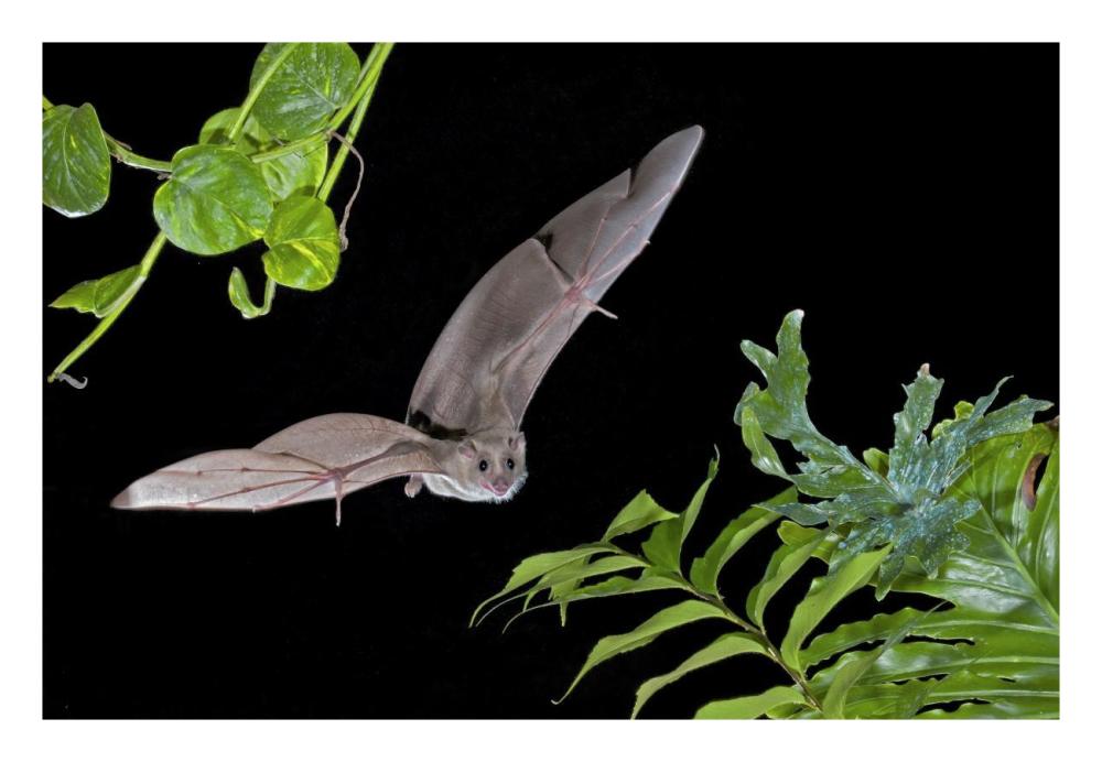 Egyptian Fruit Bat Flying, Michigan-Paper Art-26X18