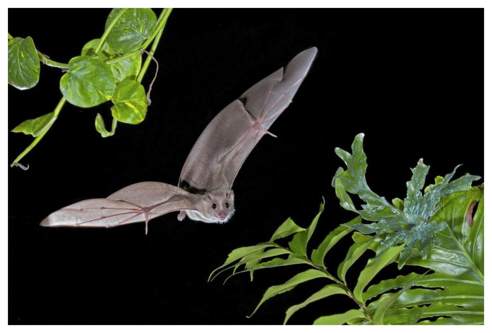 Egyptian Fruit Bat Flying, Michigan-Paper Art-62X42