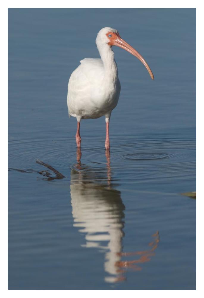 White Ibis, Fort Myers Beach, Florida-Paper Art-14X20