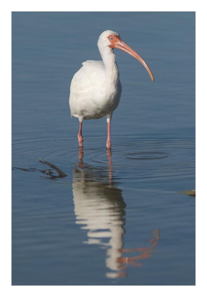 White Ibis, Fort Myers Beach, Florida-Paper Art-18X26