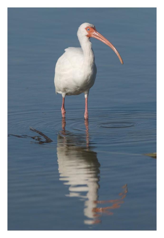 White Ibis, Fort Myers Beach, Florida-Paper Art-22X32