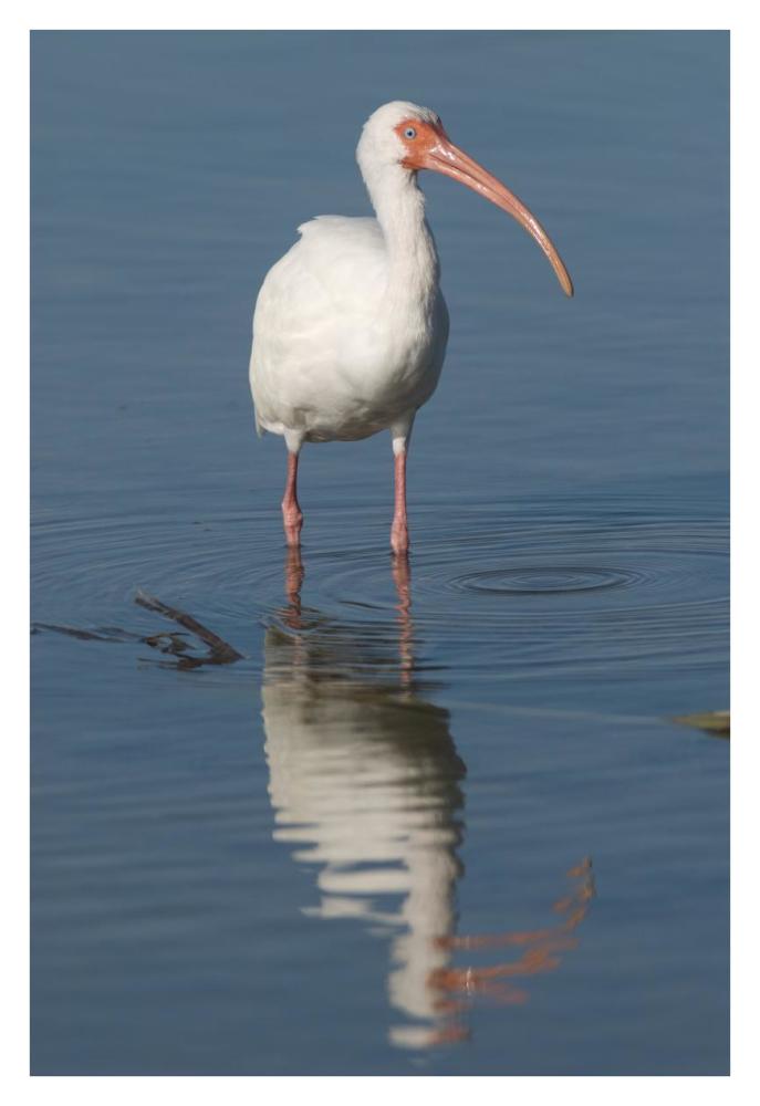 White Ibis, Fort Myers Beach, Florida-Paper Art-26X38