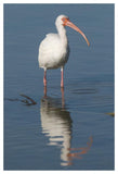 White Ibis, Fort Myers Beach, Florida-Paper Art-34X50