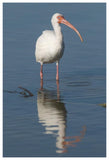 White Ibis, Fort Myers Beach, Florida-Paper Art-42X62