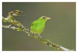 Green Honeycreeper Female, Costa Rica-Paper Art-20X14