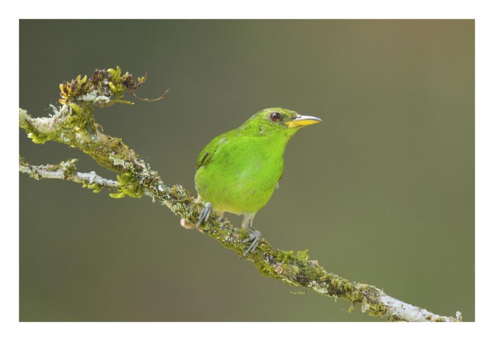 Green Honeycreeper Female, Costa Rica-Paper Art-26X18