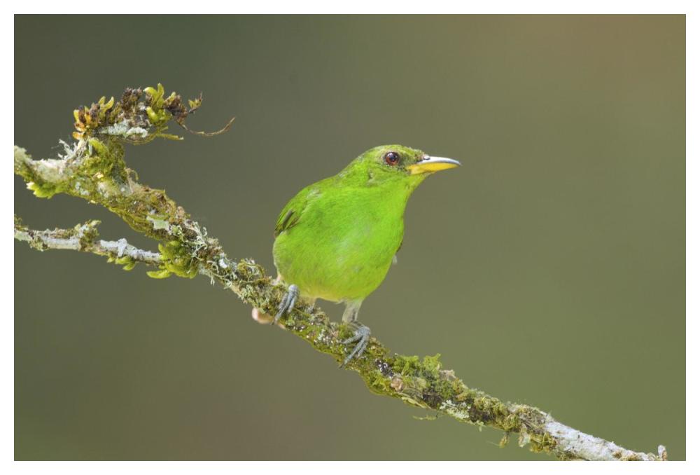 Green Honeycreeper Female, Costa Rica-Paper Art-50X34