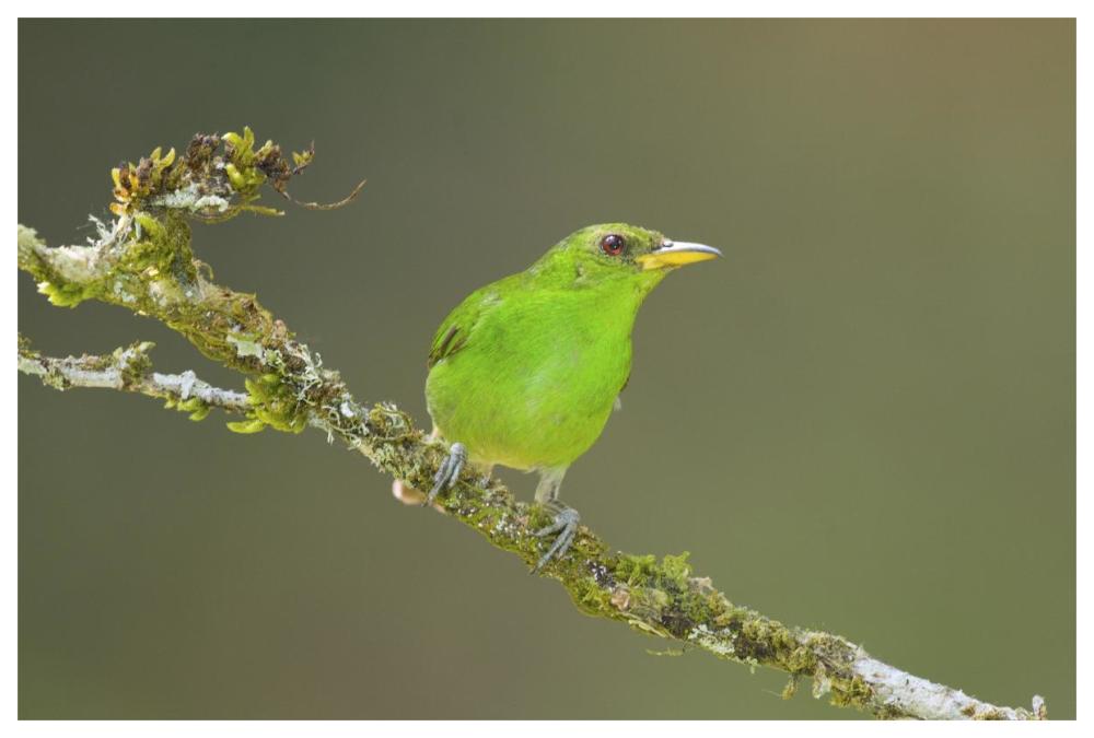 Green Honeycreeper Female, Costa Rica-Paper Art-62X42