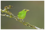 Green Honeycreeper Female, Costa Rica-Paper Art-62X42