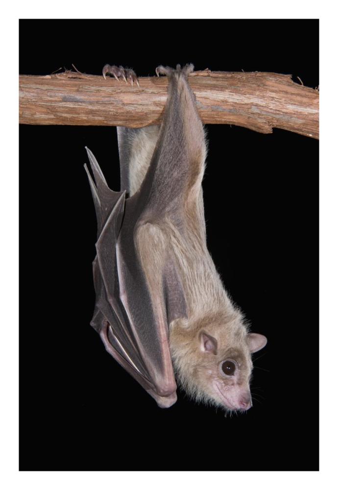 Egyptian Fruit Bat Roosting, Michigan-Paper Art-18X26