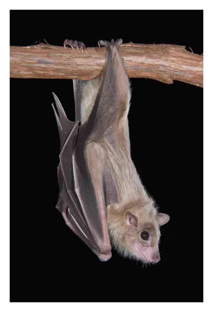 Egyptian Fruit Bat Roosting, Michigan-Paper Art-22X32