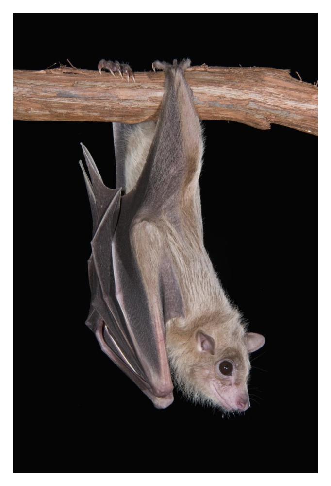 Egyptian Fruit Bat Roosting, Michigan-Paper Art-26X38