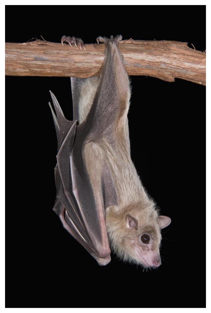 Egyptian Fruit Bat Roosting, Michigan-Paper Art-42X62