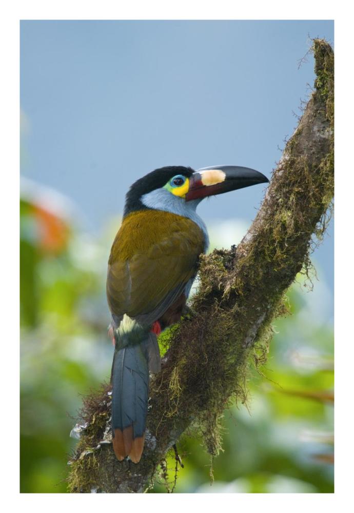 Plate-Billed Mountain-Toucan, Ecuador-Paper Art-18X26